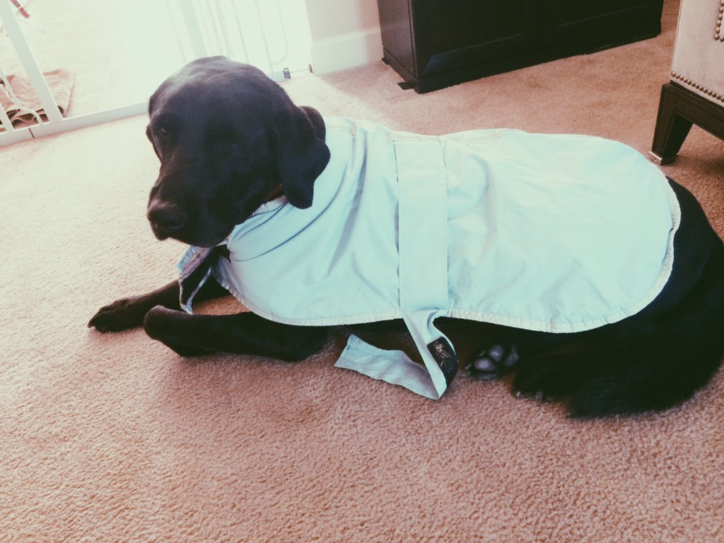 DNA_Stylix's tweet image. Our lab rescue Lucas is enjoying the #PuppyBowlSubaru #promo