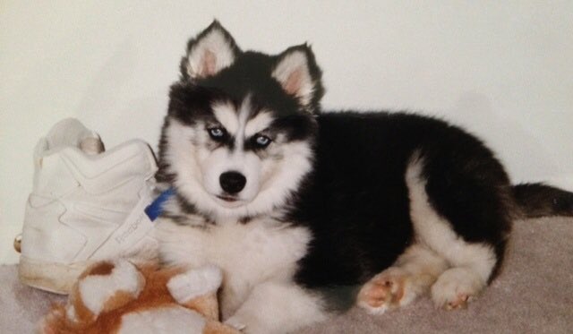 Nanook #PuppyBowlSubaru #promo