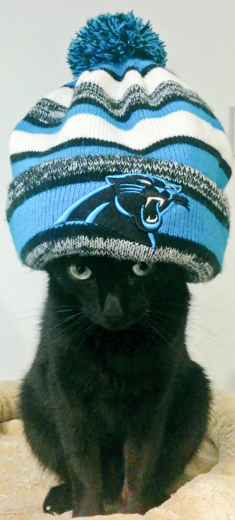 sergio_cuadrado's tweet photo. @NFL_AS @Panthers #KeepPounding #SB50  Keep pounding from Spain!!!! https://t.co/DxVPj6U40y