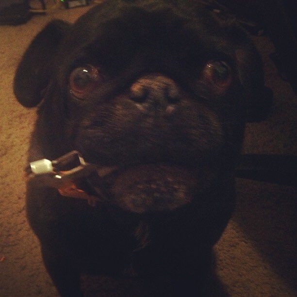 1EgaMage1's tweet photo. #PuppyBowl #pug connects #Wine tool to owner for a #touchdown. 🏈 https://t.co/zmURq9qLU2