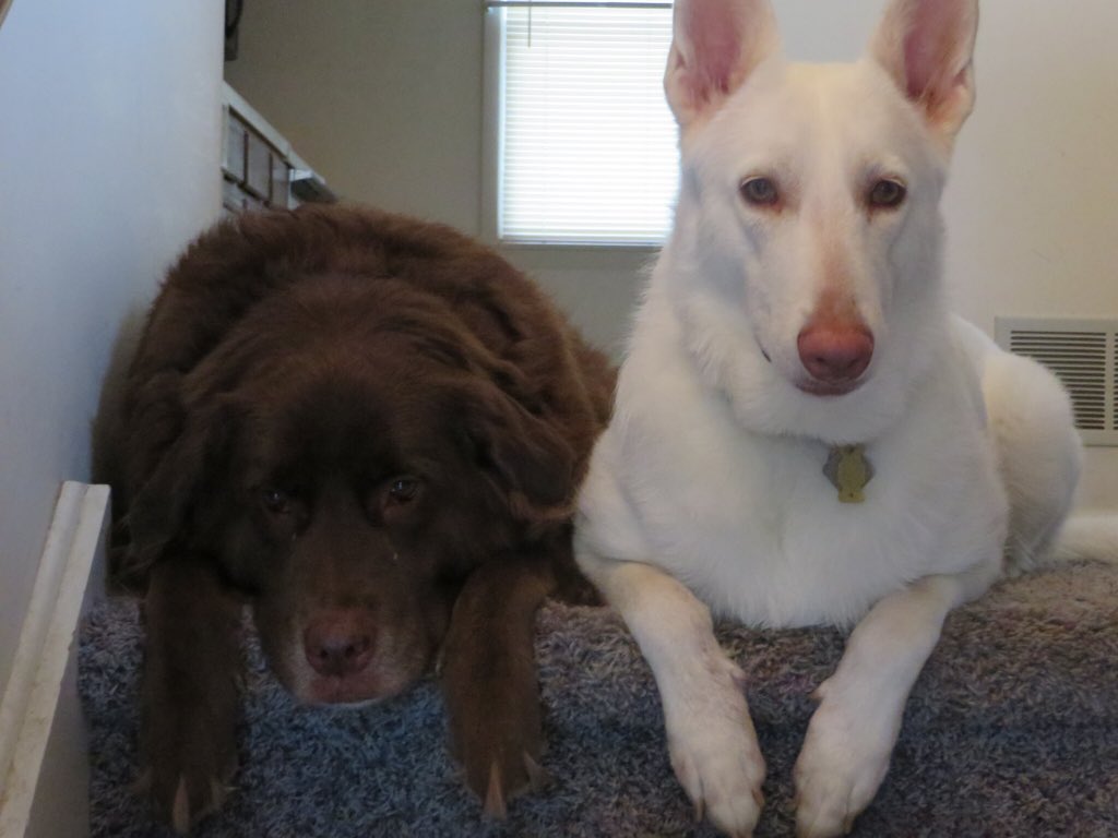 Chance and Chloe #PuppyBowlSubaru #promo