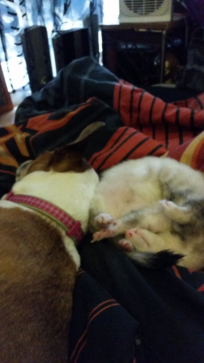 _ferretlover300's tweet image. #PuppyBowlSubaru #promo @AnimalPlanet cuddle buds