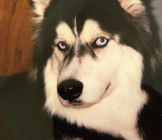 Nanook #PuppyBowlSubaru #promo