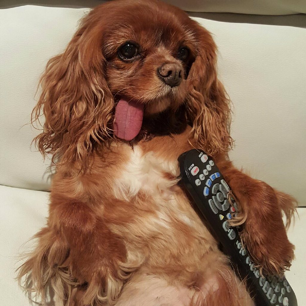 toastmeetstweet's tweet image. Too many snacks, but so many cuties at the #PuppyBowlSubaru Post your own pic w/ the hashtag! @subaru_usa #partner