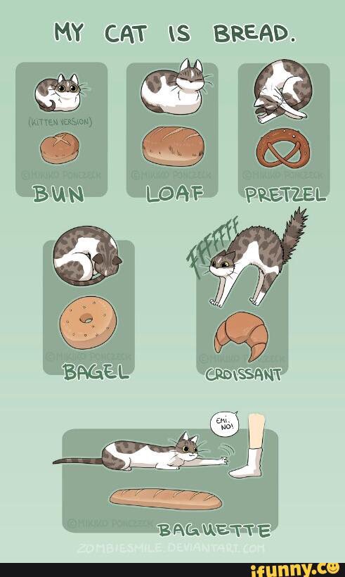 Kitties!