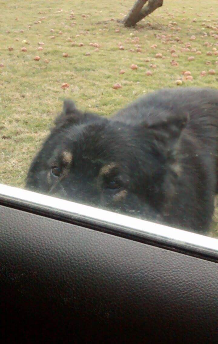 k80_ohman's tweet photo. There's a bear outside my car!!?!? https://t.co/qTeDGccQRd
