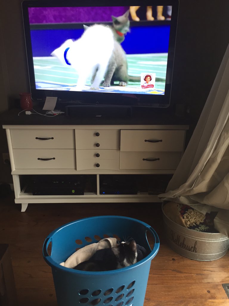 emilykast's tweet photo. Jimmy sitting on his throne watching the #KittenBowl it kept him entertained for hours https://t.co/Aj5MLZ7UFy
