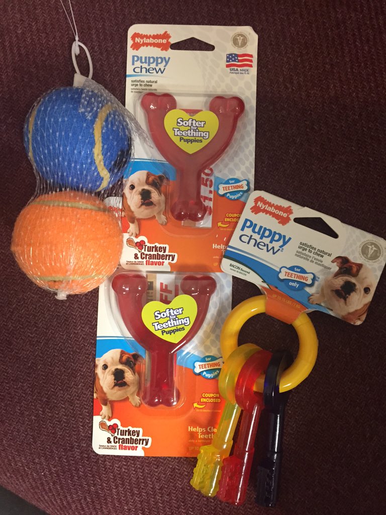 Iheartsap's tweet image. Some items my boys need for @AnimalPlanet's #PuppyBowlSubaru! #partner @subaru_usa Both are #adopted #chihuahuas!