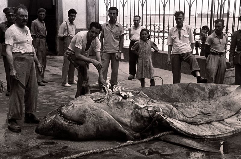 claratahoces's tweet photo. Tiburón de la isla de Tabarca. 1946. #CuartoMilenio @navedelmisterio https://t.co/6fPadCMMPu