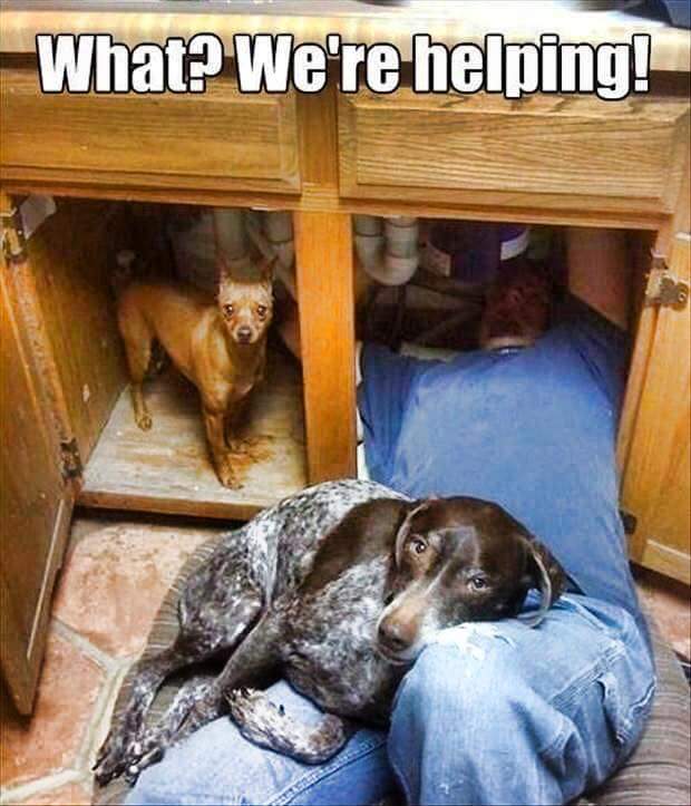 Fidos Gourmet Treat (@fidostreats) on Twitter photo 