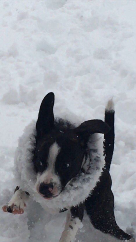 NoemiHusband's tweet image. #PuppyBowlSubaru #puppybowl