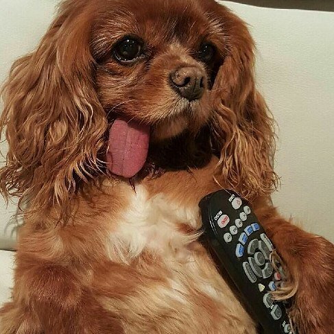 dogtv's tweet image. Toast Vs #puppybowl

#Repost @toastmeetsworld
Too many snacks, but so many cuties at the #PuppyBowlSubaru