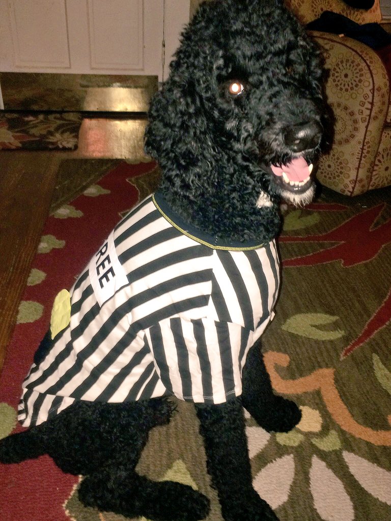 hgsisk's tweet image. Champ, our standard poodle, is ready to "ruff"eree for the Super Bowl #PuppyBowlSubaru #promo