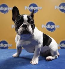HeyRatty's tweet image. #NeverForget "Miss Yums" the greatest #PuppyBowlSubaru player of all time