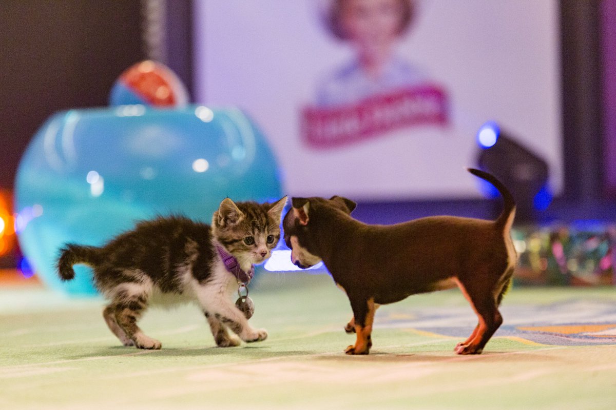 hallmarkchannel's tweet image. RT if you can barely handle this CUTENESS! #KittenBowl