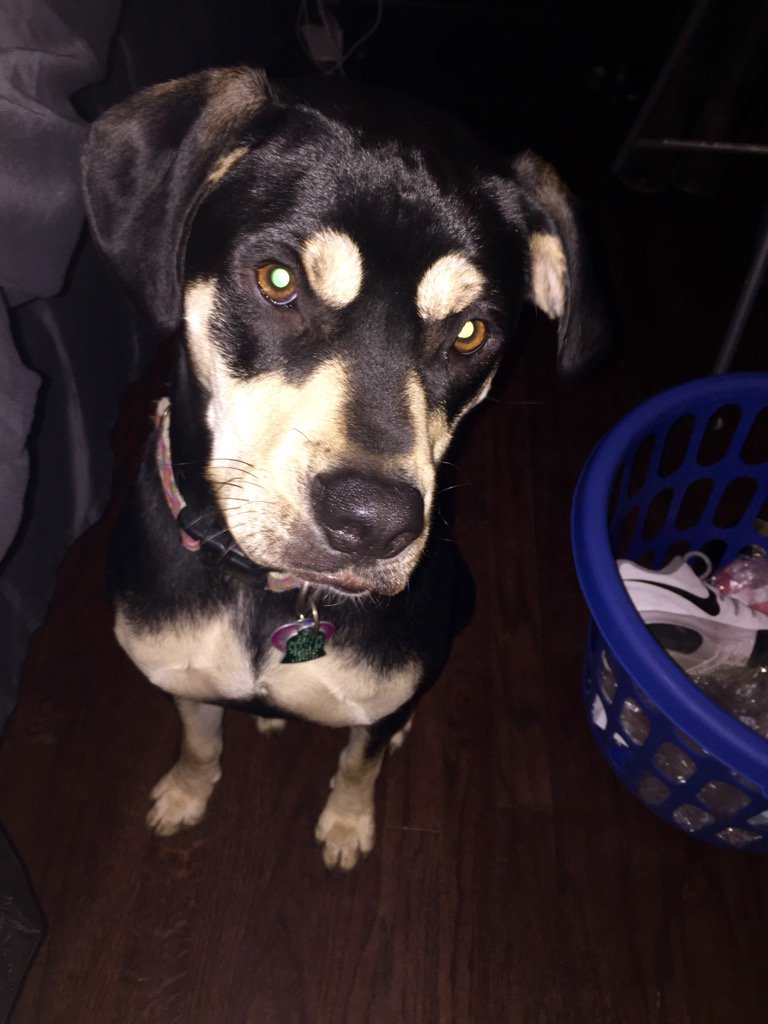 carlymigdall's tweet image. Excuse me. I am trying to watch the #PuppyBowl and you are interrupting me. 🏈🐶😆#PuppyBowlSubaru