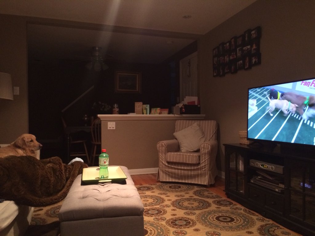 john_blaze15's tweet photo. Ella loves watching the #PuppyBowl #SheIsHooked #LetMeInCoach #GoldenRetriever https://t.co/bAdBIQ5xCX