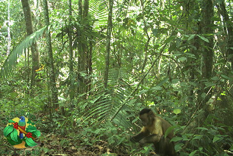 PeperPotNP's tweet photo. Gōnghè xīnnián!
From the #Peperpot Nature Park forest in Suriname, we wish you a prosperous year of the Monkey https://t.co/y3E8gsxayY