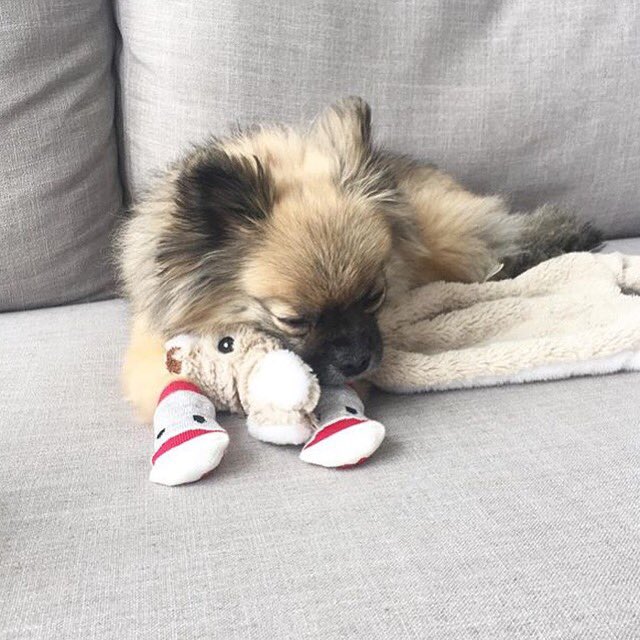 SPAW_Boutique's tweet photo. We love @RCpetproducts Pawks and we're not afraid to show it!!! We re-grammed this cutie from @caitmcdonald 💕💕 https://t.co/EQutSLm7WQ