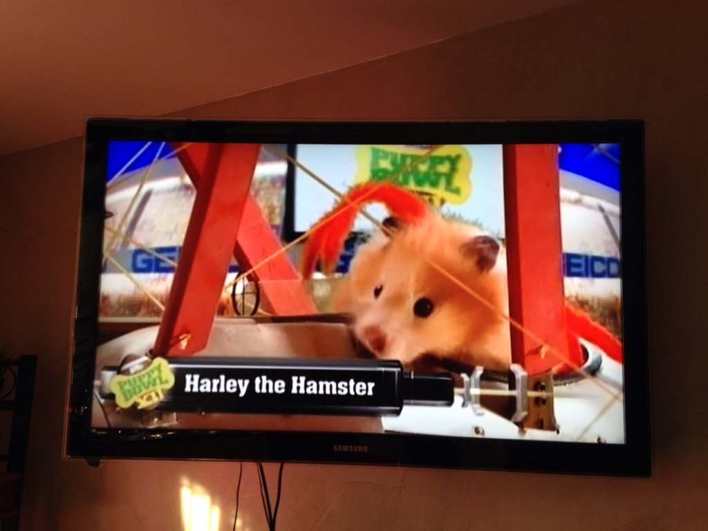 aimeeroo's tweet image. We are watching #PuppyBowl of course! #PuppyBowlSubaru