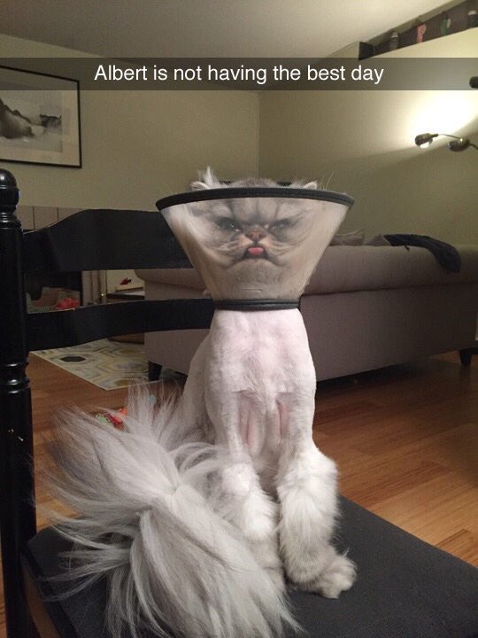 Albert is having a s*** day!