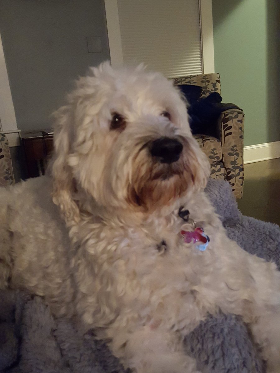 RileyBull tweet picture