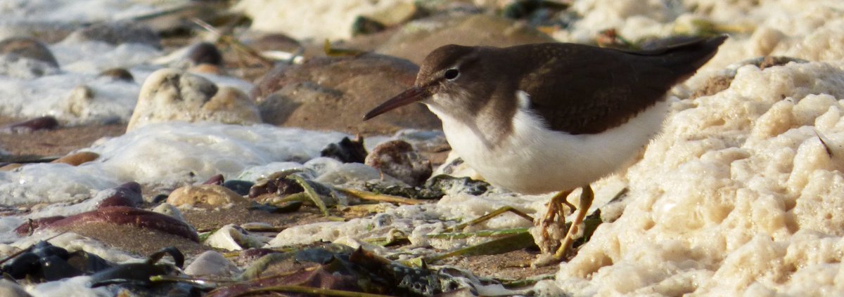 kellylad's tweet photo. Great to catch up w/ Spotted Sandpiper again at Pilmore co #Cork bai. #rbnCOR @corkbirdnews https://t.co/CDhS7Fq2eF