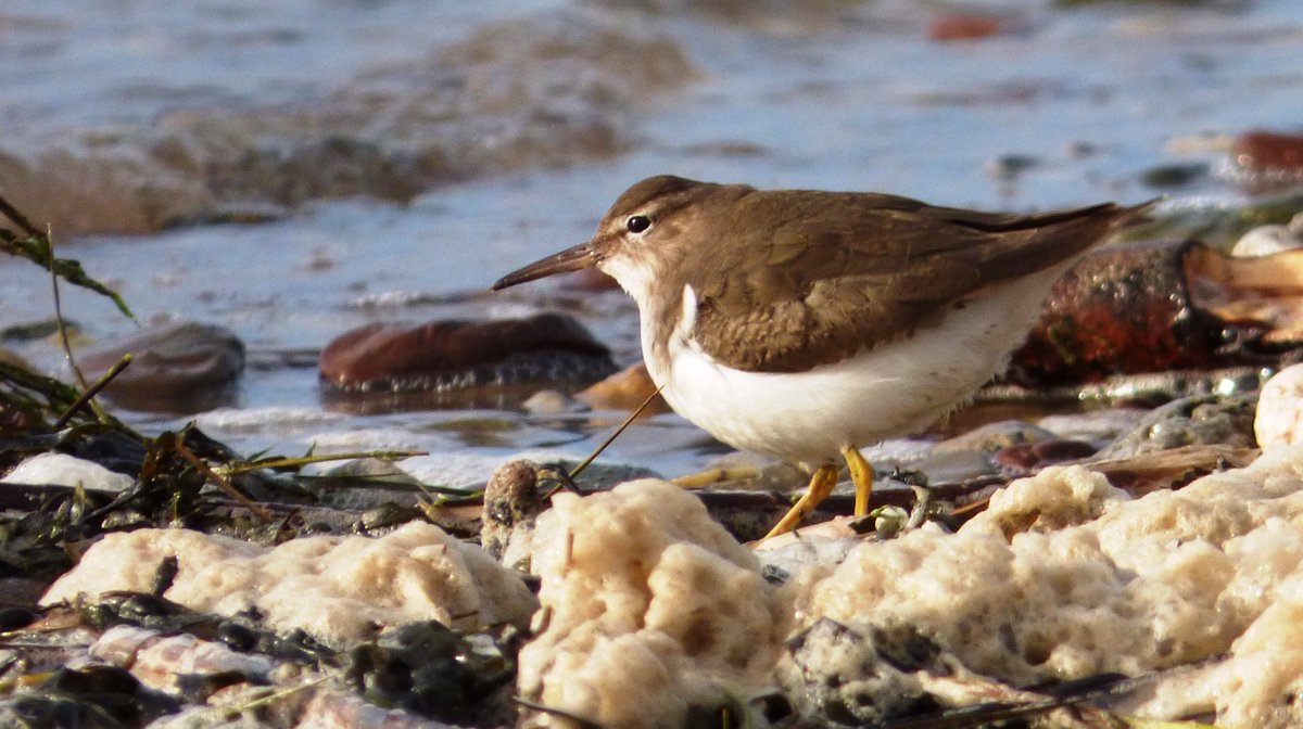 Great to catch up w/ Spotted Sandpiper again at Pilmore co #Cork bai. #rbnCOR <a href="/corkbirdnews/">cork bird news</a>