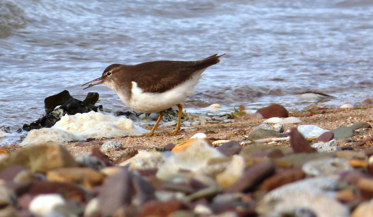 kellylad's tweet photo. Great to catch up w/ Spotted Sandpiper again at Pilmore co #Cork bai. #rbnCOR @corkbirdnews https://t.co/CDhS7Fq2eF