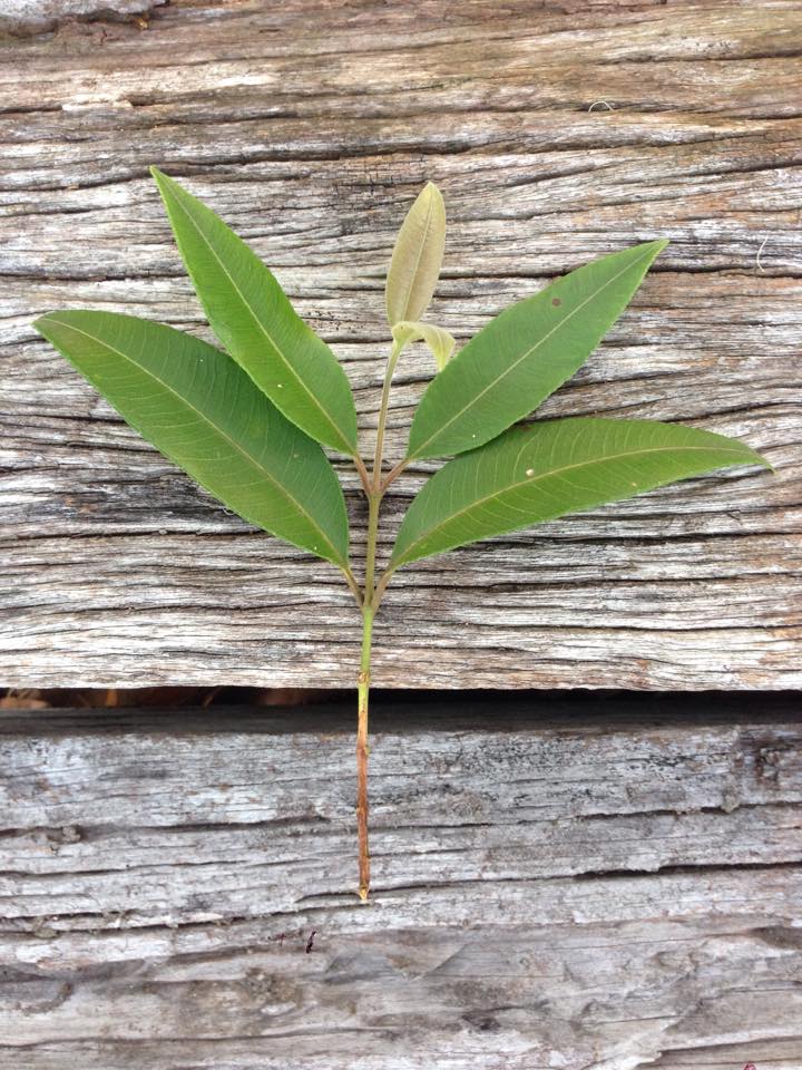1millionwomen's tweet photo. Get to know your native #Australian Ingredients: Lemon Myrtle https://t.co/Zp90gPxyUN #bushfood https://t.co/B11v8CU7M2