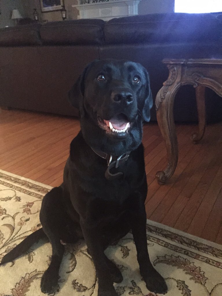 caitlyn_citta's tweet image. #PuppyBowl #PuppyBowlSubaru #PuppyBowl2016 Noel🏆🏉💙❤️