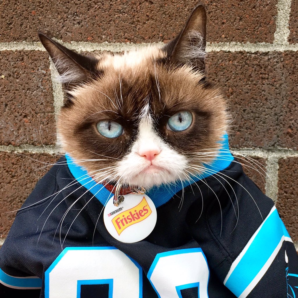 RealGrumpyCat's tweet photo. #SB50 https://t.co/K4uM14Aveg