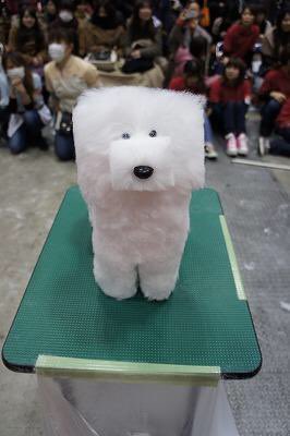 52goldtop_'s tweet photo. Japan. #dogs #wtf #why #dogfancy https://t.co/xxw9gAyB1b