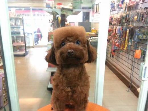 52goldtop_'s tweet photo. Japan. #dogs #wtf #why #dogfancy https://t.co/xxw9gAyB1b