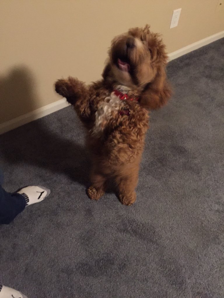 DMikLucky's tweet photo. #PuppyBowl https://t.co/o8msSvSukJ