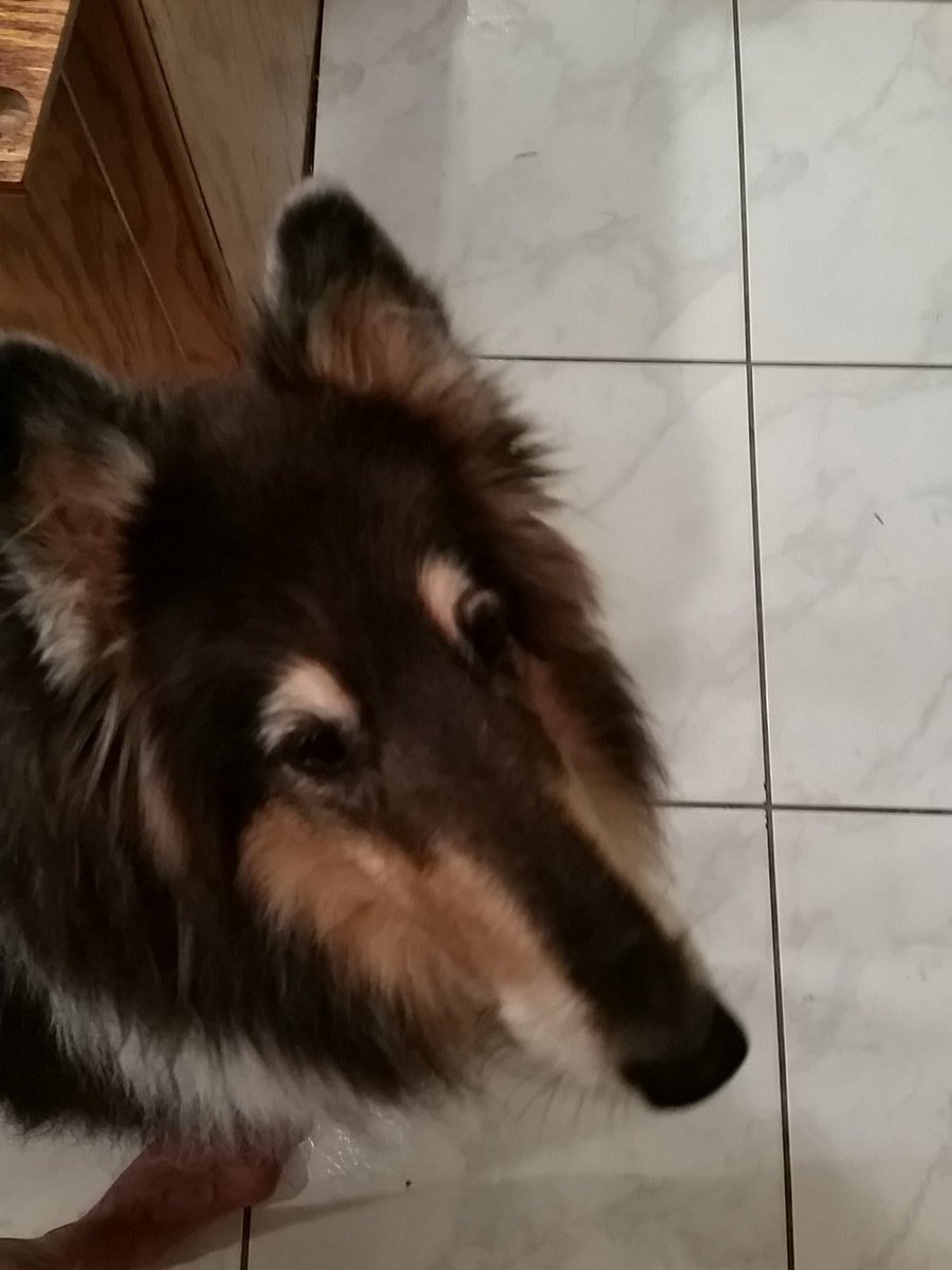 MTerkovich's tweet image. The dog tryingg to get some jambalaya #SuperBowl  #PuppyBowlSubaru