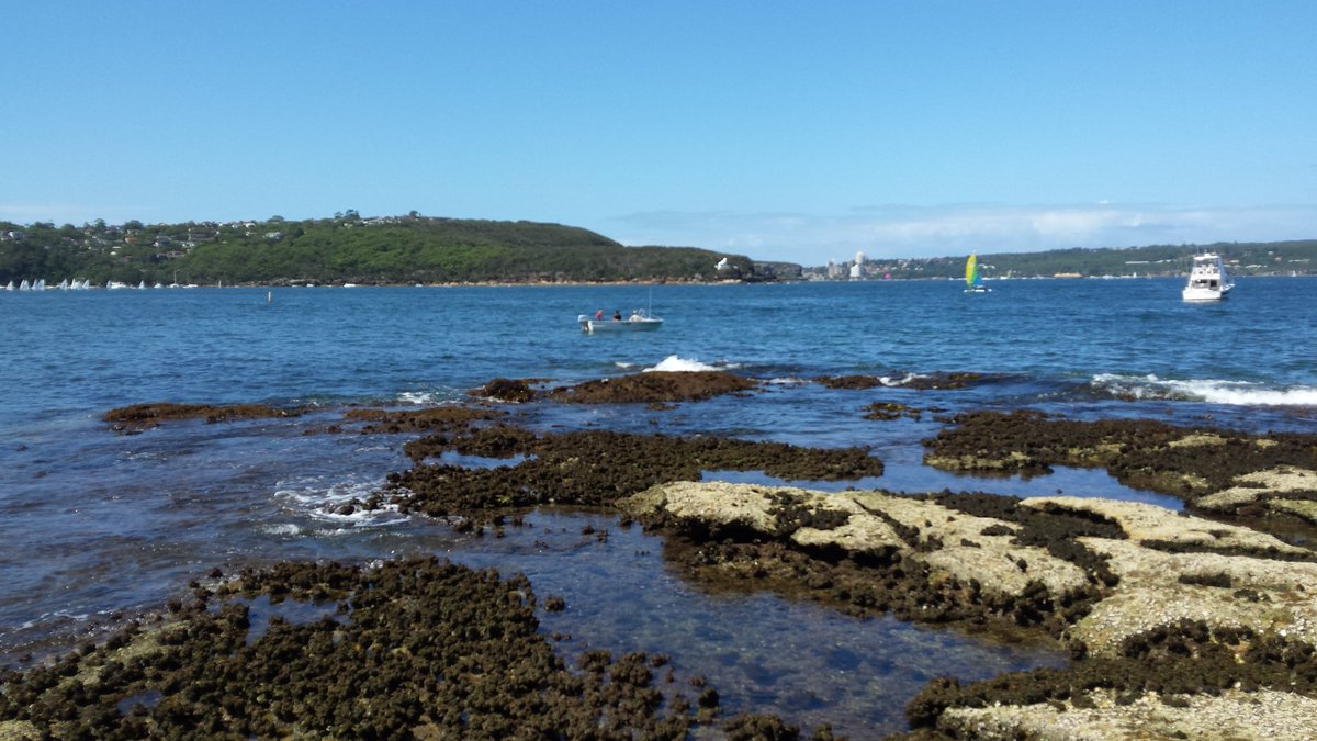 Yesterday was #perfectweather for a #Mosman #RockpoolRamble