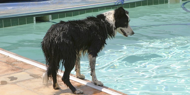 poolsspaspatios's tweet image. How to keep your pets safe around the #swimmingpool buff.ly/23HeGor #PSP