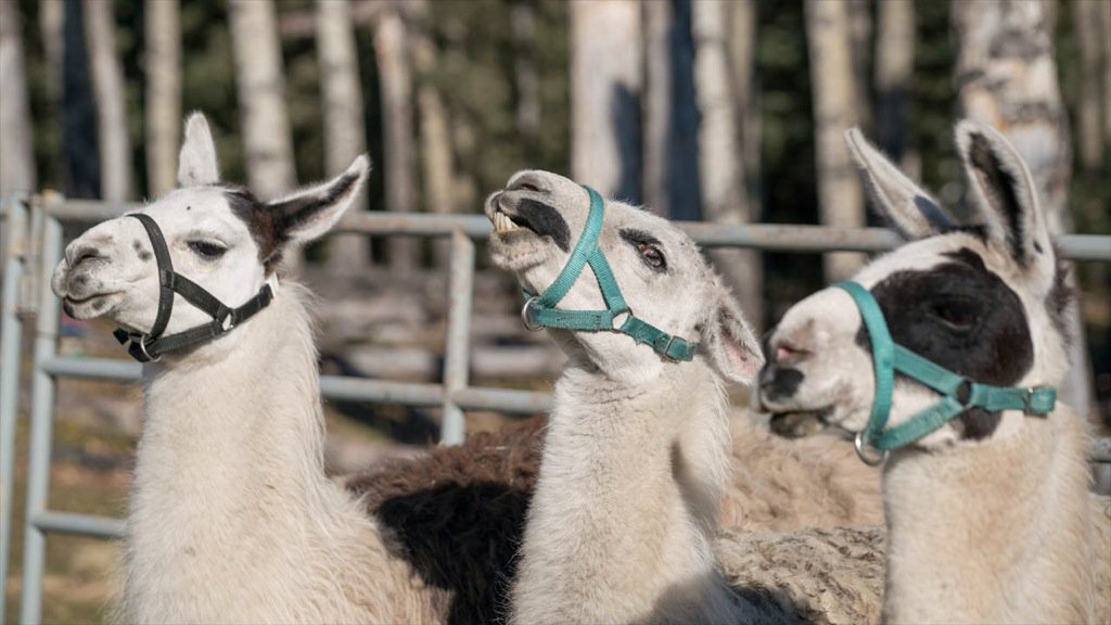 Ontario & Quebec tonight you learn why Adam is called LLAMA BOY! A