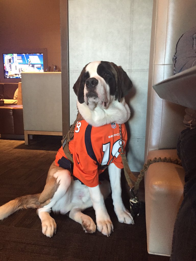 peyton manning dog jersey