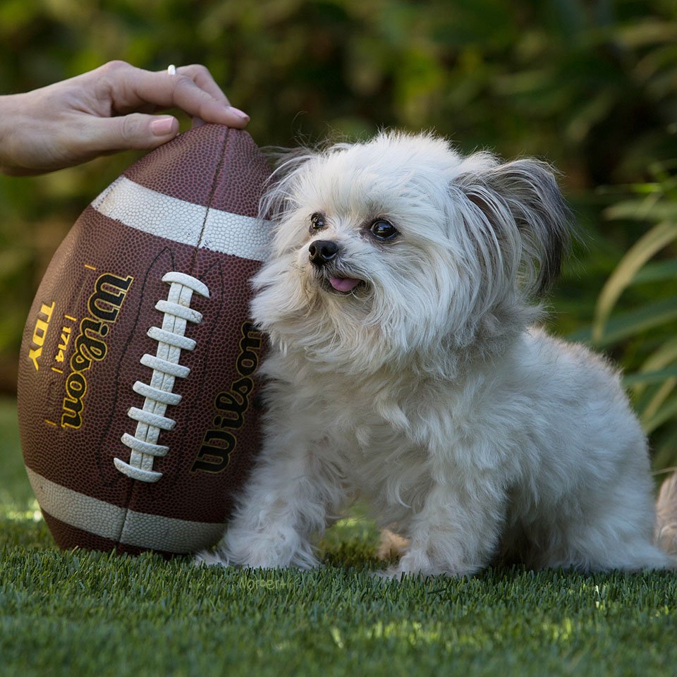 NorbertDog's tweet photo. Super Bowl or Castaway 2, you don't know #SB50 #SuperBowl #SuperBowlSunday https://t.co/DdKMR6RGoO