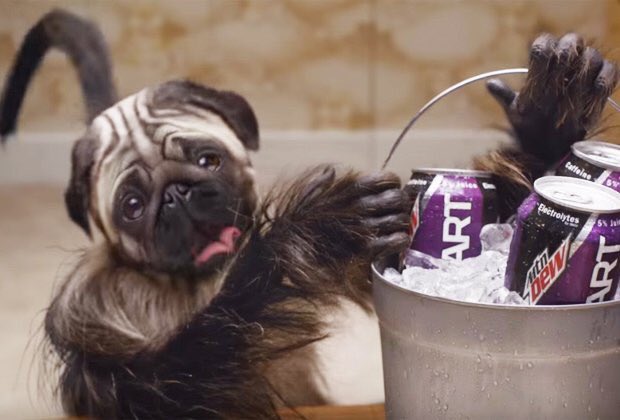 SorryImTexan's tweet photo. I think I'll still with Dr Pepper. #puppymonkeybaby https://t.co/bkuAM9nfwN