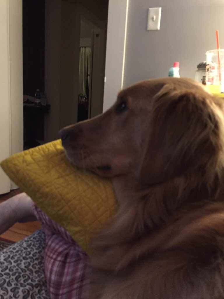 Leecy606's tweet image. Penny is hooked on #PuppyBowl #PuppyBowlSubaru #promo
