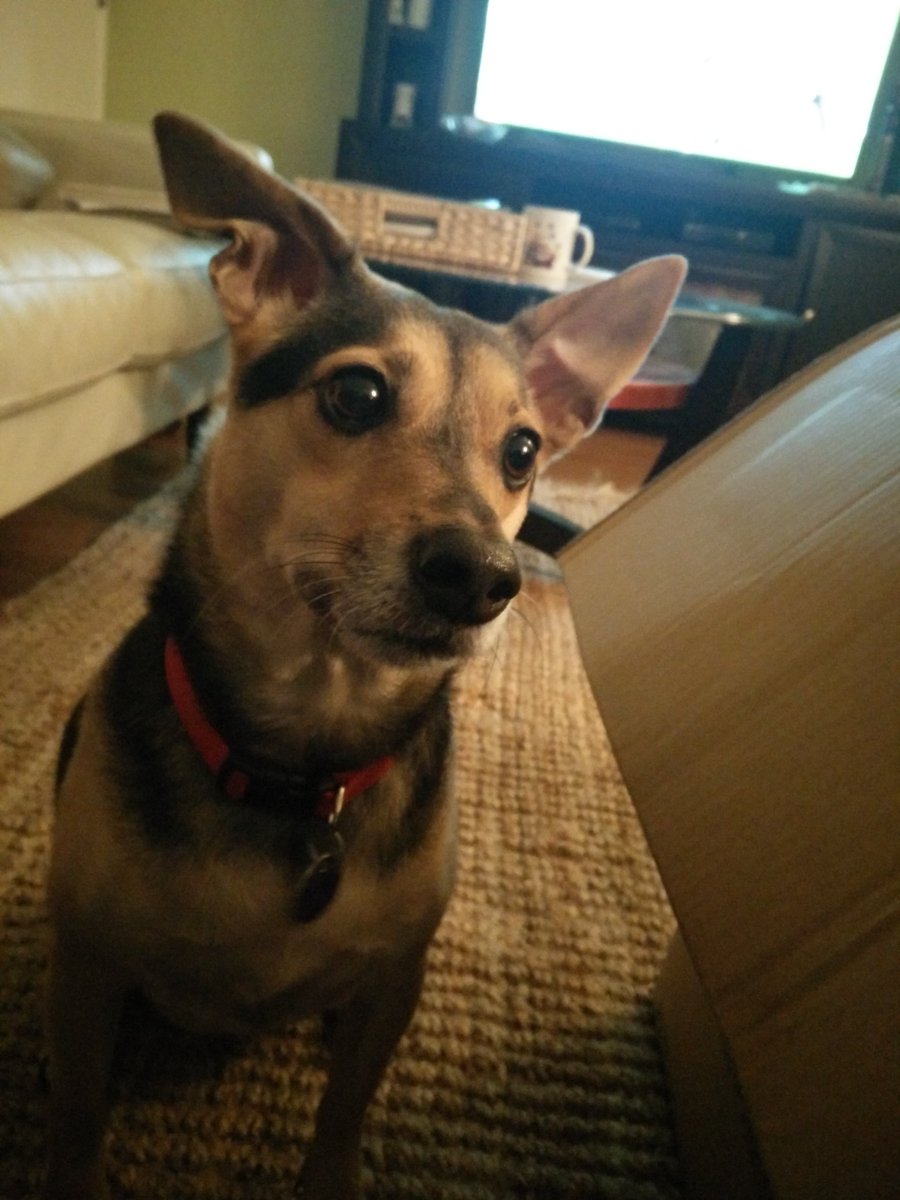 pixelhere's tweet image. I'm confused by #puppymonkeybaby