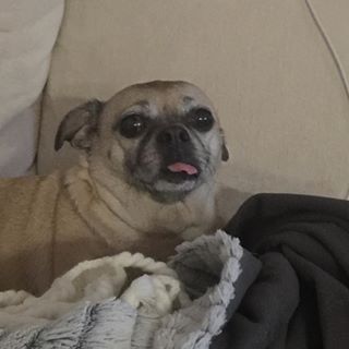 Joy_PhotoCam's tweet photo. Chuglife
#dog #chuggle #puggle #pug #beagle https://t.co/cucCOvQRs0 https://t.co/6Fjsm72xRW
