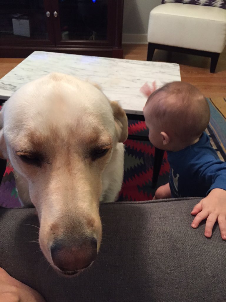 TiffanyWilson's tweet photo. I just need a monkey. #puppymonkeybaby @Mfrobben #nextpet? https://t.co/XVHkcZUpC4