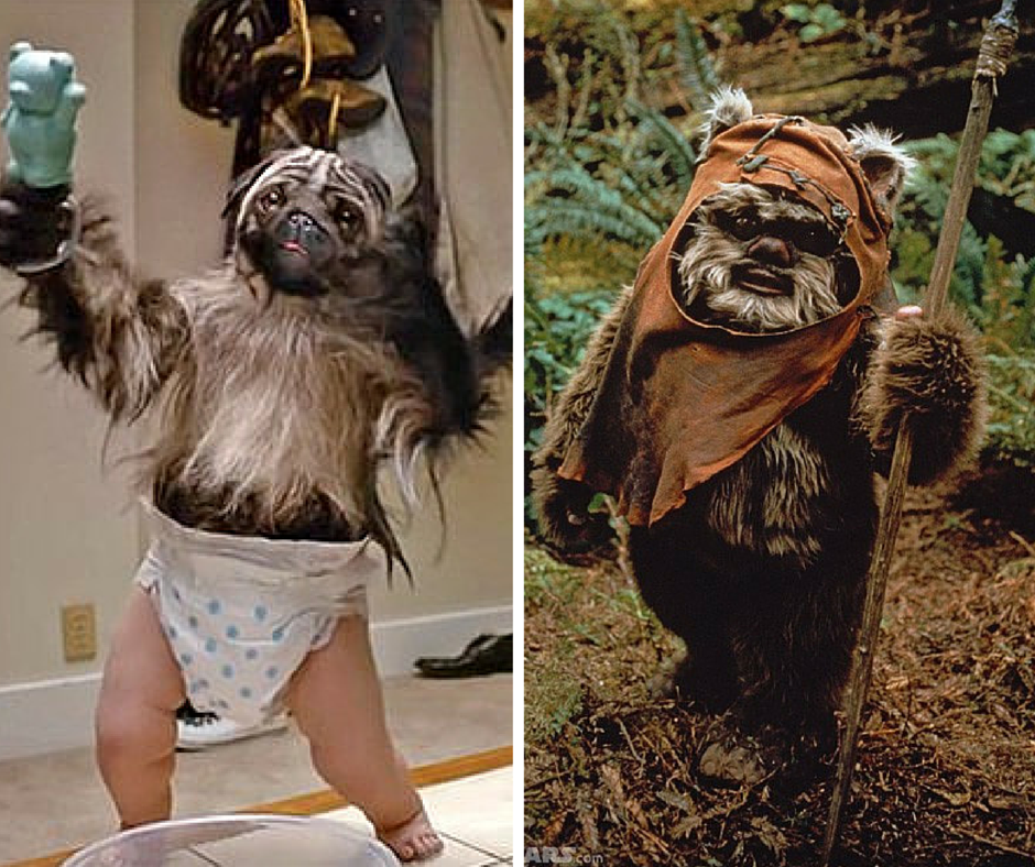 stephaniemarcus's tweet photo. am i wrong? #puppymonkeybaby https://t.co/BFow57VeIo