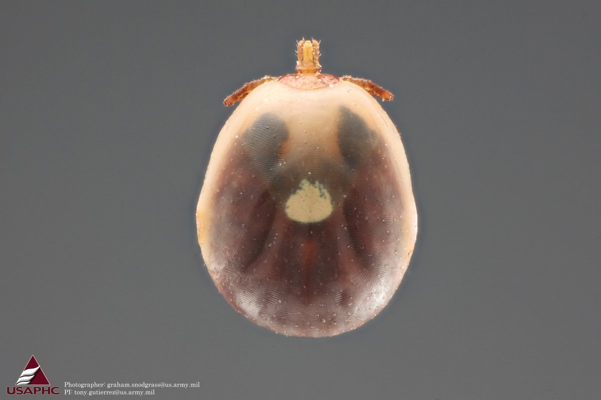 ParasiteGal's tweet photo. Parasite Case 384 https://t.co/JIaYNdYyuM Ans. next week! #Pathologists @Pathologists @JMGardnerMD @mayocliniclabs https://t.co/0NNTRhmSyD