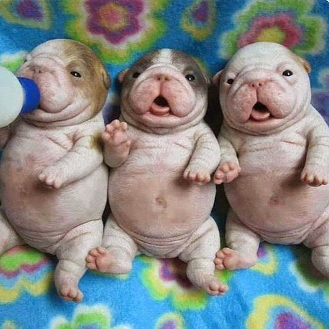 tinyblingbling's tweet photo. OMG THEY ARE SO CHUBBY. #dog #tinybling #puppy #pug #frenchbulldog #bullys #dogs_of_insta… https://t.co/HftLW0ufit https://t.co/HihOQF5jvN