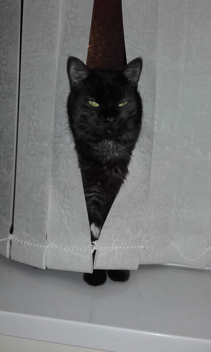 WestgateArk's tweet photo. This guy is FAB..WITH ATTITUDE. Adopt me NOW!!! https://t.co/rcyh3eo7Cv